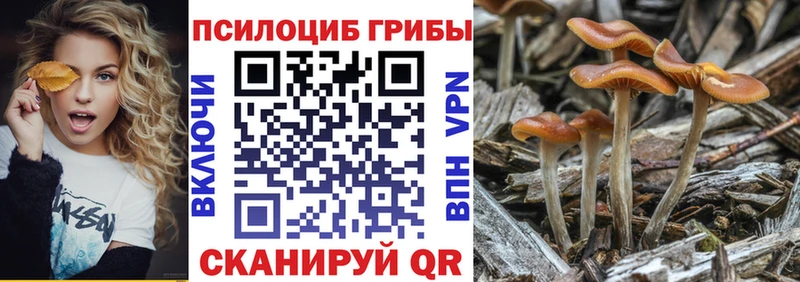 Псилоцибиновые грибы Psilocybine cubensis  Почеп 